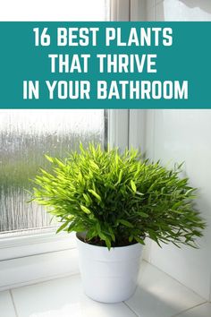 a potted plant with the words 16 best plants that thrve in your bathroom