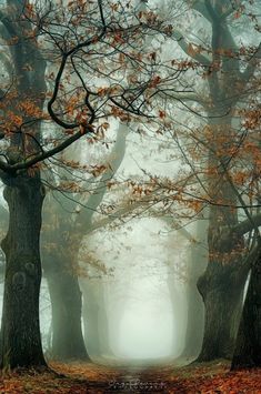 an image of a foggy forest with trees in the foreground and leaves on the ground