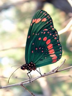 a green butterfly with red spots on its wings sitting on a branch in the woods