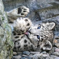 a baby snow leopard laying on its back with it's paws in the air