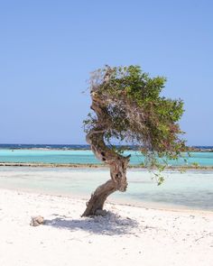 a lone tree on the beach with clear blue water in the backgrounnd