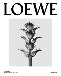 the front cover of loewe magazine with an image of a plant in black and white