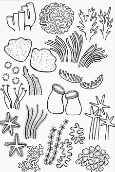 a black and white drawing of seaweed, starfish, corals and other marine life