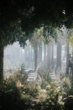 a man standing in the middle of a forest surrounded by tall trees and benches covered with mist