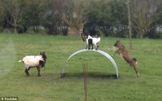 three horses are playing with each other in the grass and one horse is jumping over an object