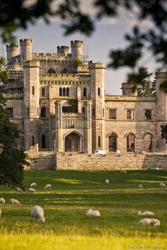 sheep graze in front of an old castle