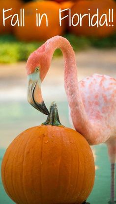 a flamingo standing on top of a pumpkin with the words fall in florida above it