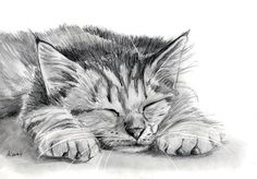 a drawing of a cat sleeping on the floor with its eyes closed and it's head