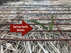 an arrow pointing to spring garlic shoots