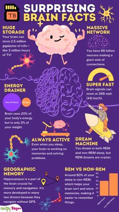 Fact About Brain, Brain Facts Neuroscience, Psychology Neuroscience, Brain Quiz, Brain Thinking, Brain Models, About Brain, Facts About Humans