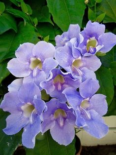 purple flowers with green leaves in the background