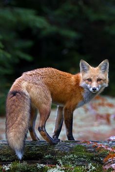 a red fox standing on top of a log