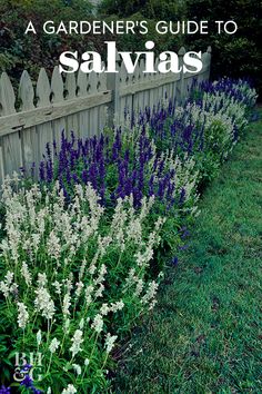 purple and white flowers in front of a wooden fence with text overlay that reads a gardener's guide to salvias