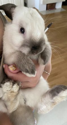 a woman holding a small rabbit in her arms