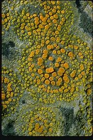 an aerial view of yellow flowers in the grass with black border around them, taken from above