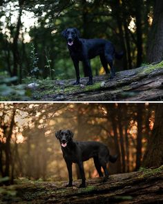 two pictures of a black dog in the woods