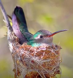 a hummingbird sitting on top of a nest with it's wings spread out