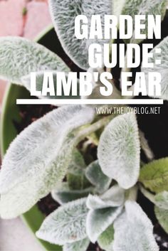 a potted plant with the words garden guide lamb's ear