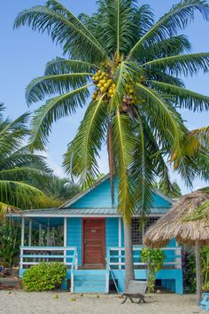 a blue house with a palm tree in front of it