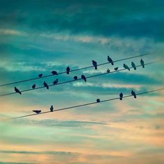 many birds are sitting on wires in the sky