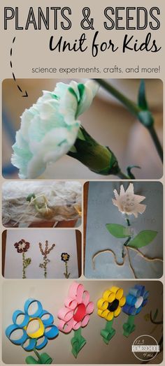 flowers and plants made out of paper with the words plants and seeds unit for kids