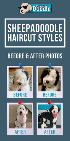 an advertisement for a dog grooming business with pictures of dogs and their haircuts