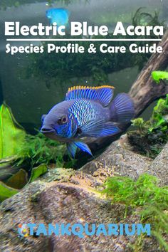 an aquarium with blue and yellow fish in it's tank, surrounded by algae