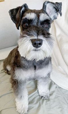 a small dog sitting on top of a bed next to a white sheet covered wall