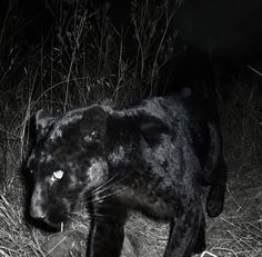 a black leopard is walking through the grass