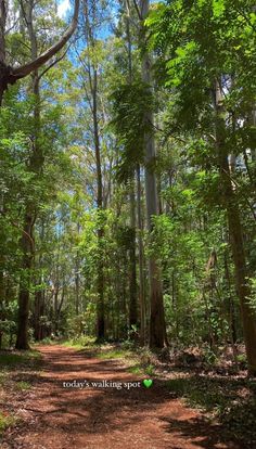 a dirt road in the middle of a forest with lots of trees on both sides