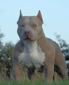 a brown and white dog standing on top of a lush green field