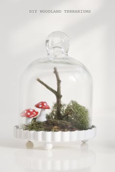 a glass clochet with two mushrooms under it and moss growing on the bottom