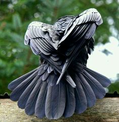 a close up of a bird with its wings folded