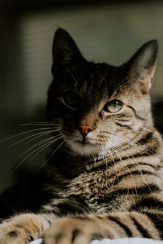 a close up of a cat laying on a bed