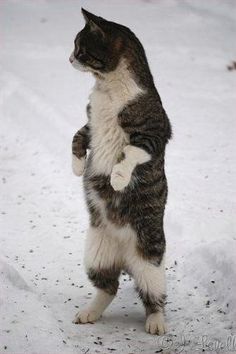 a cat standing on its hind legs in the snow with it's paw up