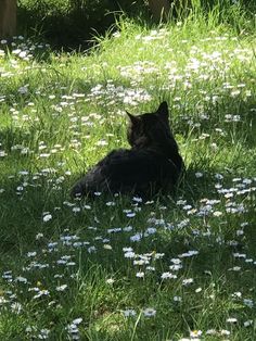 a black cat laying in the grass with daisies