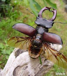 a large insect sitting on top of a piece of wood