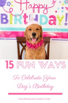 a dog wearing a birthday hat sitting in front of a sign that says, 10 things to do on your pet's birthday