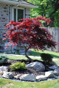 a small red tree sitting in the middle of a garden next to rocks and grass