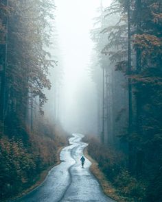 a person walking down a road in the middle of a forest on a foggy day