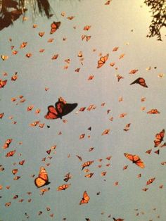 a bunch of butterflies flying in the sky