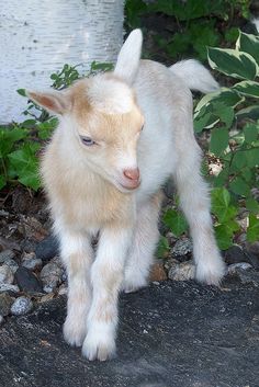 a baby goat standing on top of a rock covered ground next to green plants and rocks