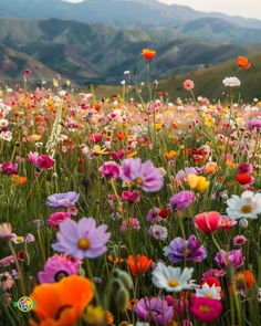 a field full of colorful flowers with mountains in the background