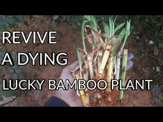 someone holding up some very small bamboo plants in their hand with the words, relive a dying lucky bamboo plant