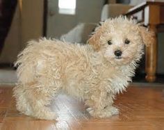 a small white dog standing on top of a hard wood floor