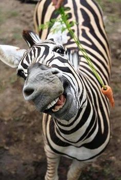 a close up of a zebra with its mouth open and carrot in it's mouth