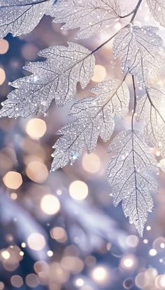 frosted leaves are hanging from the branches in front of blurry lights and boke