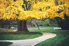 a tree with yellow leaves on it and a path in the grass next to it