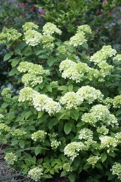 the green flowers are blooming in the garden