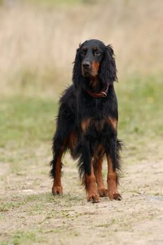 a black and brown dog standing on top of a grass covered field